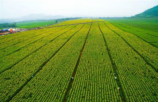 ve m&aacute;y bay đi vinh gi&aacute; rẻ th&aacute;ng 11