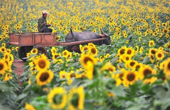 du lịch vinh bằng v&eacute; m&aacute;y bay gi&aacute; rẻ