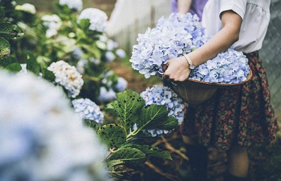 v&eacute; m&aacute;y bay đi đ&agrave; lạt tết dương lịch
