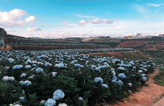 du lịch festival hoa đ&agrave; lạt 2017