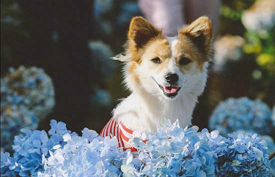 du lịch đ&agrave; lạt dịp tết nguy&ecirc;n đ&aacute;n