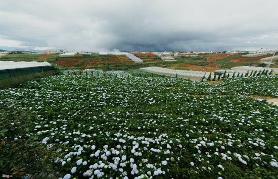 cẩm nang du lịch đ&agrave; lạt th&aacute;ng 8