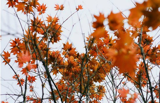 địa điểm du lịch đà lạt giá rẻ