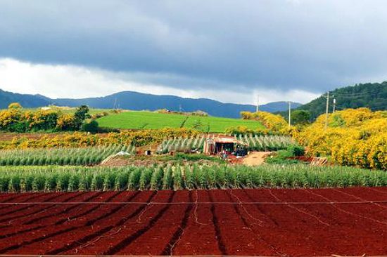 nên đi du lịch đà lạt mùa nào 