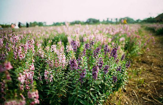 vườn hoa thạch thảo tím ở du lịch hà nội