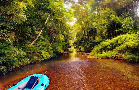 hướng dẫn khám phá khu rừng lá phong ở Đà Lạt