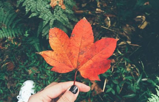 du lịch rừng lá phong đà lạt