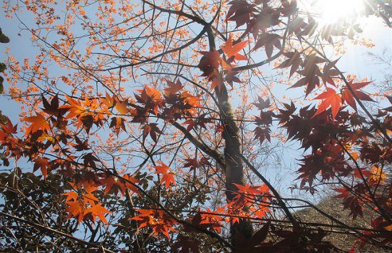 du lịch trong nước mùa lá phong đỏ