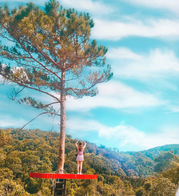 hoa sơn điền trang Đà Lạt