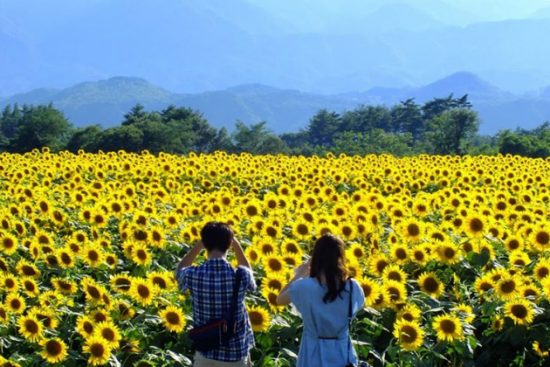 Ngắm hoa hướng dương với vé máy bay đi Vinh của Vietnam Airlines