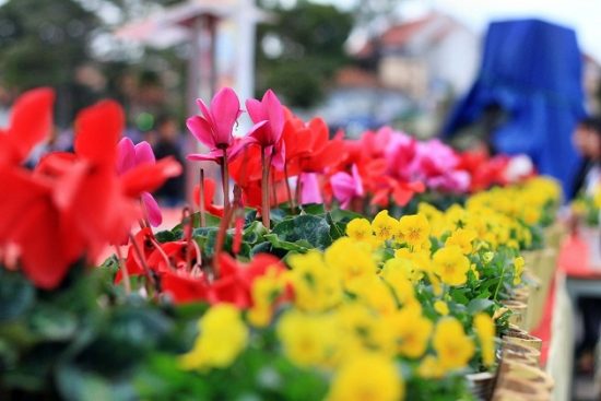V&eacute; m&aacute;y bay đi Đ&agrave; Lạt của Vietjet Air