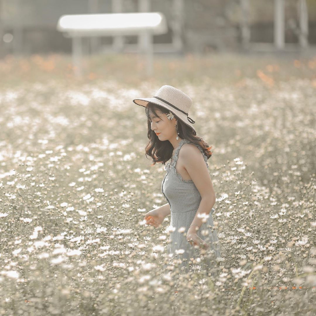 C&uacute;c họa mi H&agrave; Nội