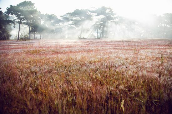 v&eacute; m&aacute;y bay đi pleiku gi&aacute; rẻ	