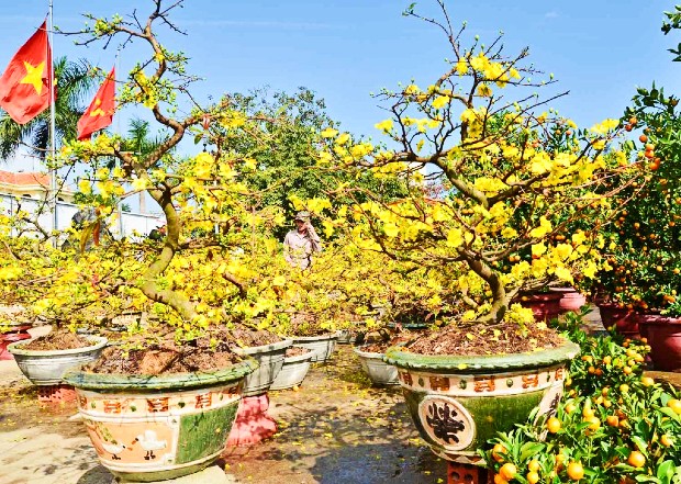 Khi thấy hoa mai nở rộ báo hiệu một mùa Tết đã về. Vé máy bay Tết Sài Gòn đi Đồng Hới