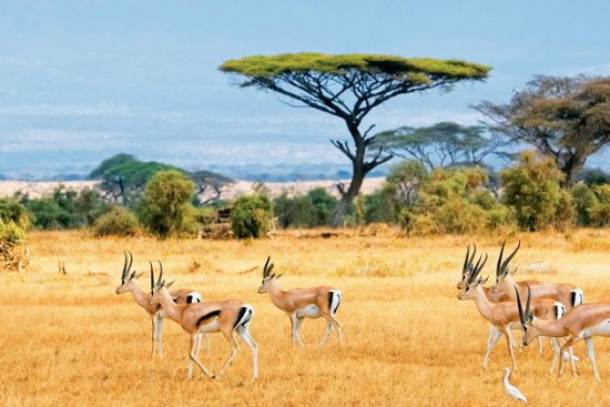 dịch vụ l&agrave;m visa đi nam phi du lich