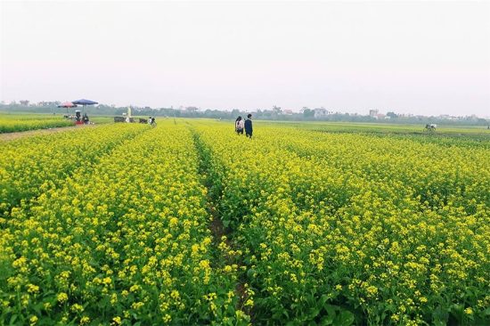 du lịch hà nội tự túc