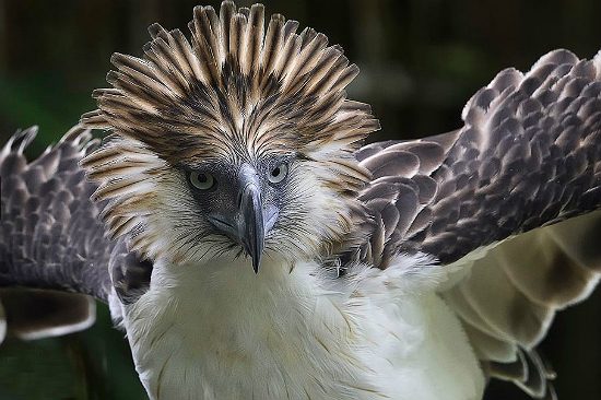 du lịch davao philippines