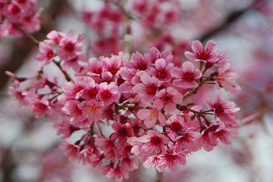 Vé máy bay giá rẻ Tết Dương lịch