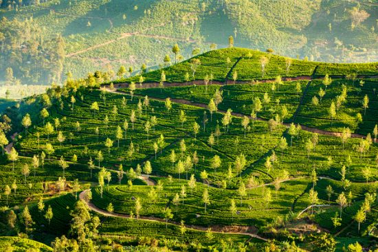 visa đi Sri lanka c&ocirc;ng t&aacute;c