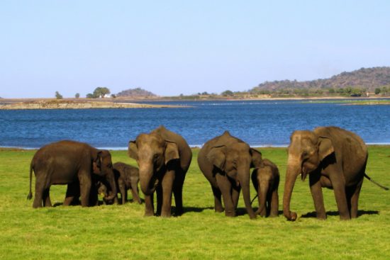 dịch vụ l&agrave;m visa đi sri lanka du lịch uy t&iacute;n