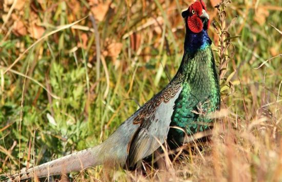 cẩm nang du lịch hậu giang 