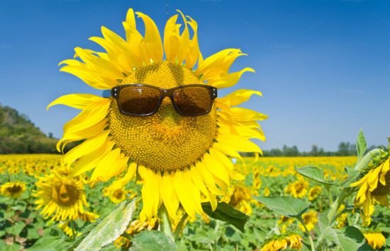 du lịch ngắm hoa hướng dương 