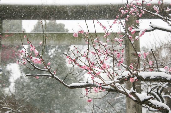 tư vấn kinh nghiệm du lịch nhật bản mùa xuân