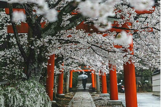 du lịch mùa xuân nhật bản