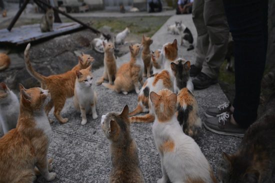 du lịch nhật bản có gì vui