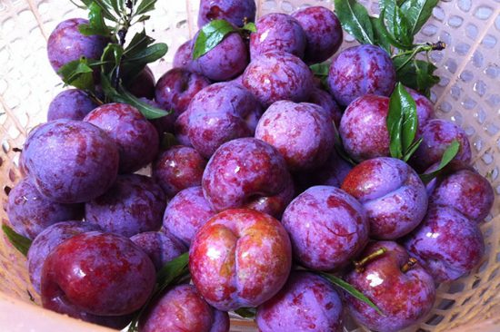 du lịch sapa khởi hành từ tphcm