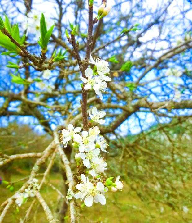 du lịch Mộc Châu mùa hoa mận