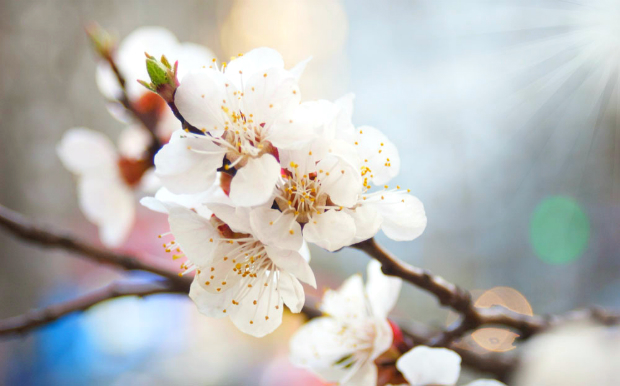 du lịch Mộc Châu mùa hoa mận