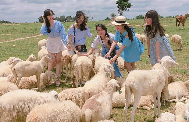 Tour Team Building Vũng Tàu 2 ngày 1 đêm: Lửa trại đêm – Nông trại cừu – Khu du lịch Hồ Mây