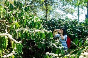 Vé máy bay đi Buôn Ma Thuột tháng 3, mùa hoa cà phê nở
