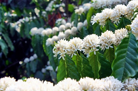 vé máy bay đi buôn ma thuột