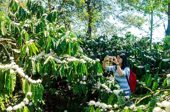 vé máy bay đi buôn ma thuột giá rẻ