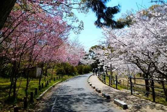 mua vé máy bay từ đà nẵng đi nhật bản