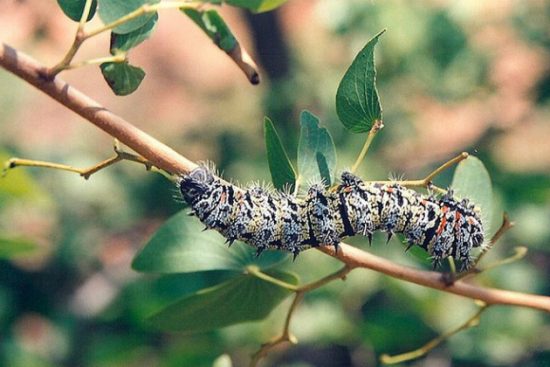 dịch vụ l&agrave;m visa đi zimbabwe du lịch