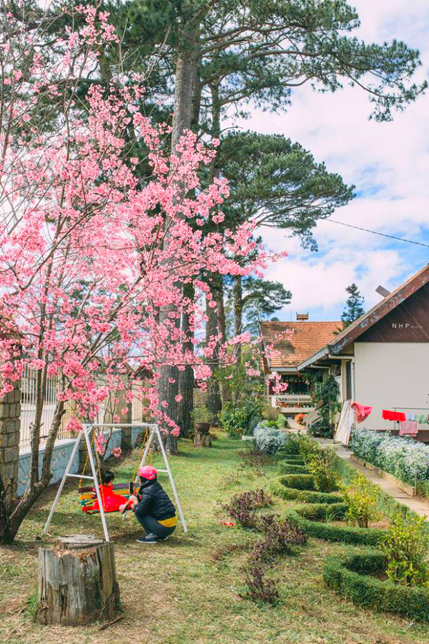 hoa mai anh đào Đà Lạt du lịch Tết