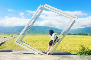 Sững sờ trước đại lộ lúa vàng trải thảm đẹp “rụng tim” của Đài Loan
