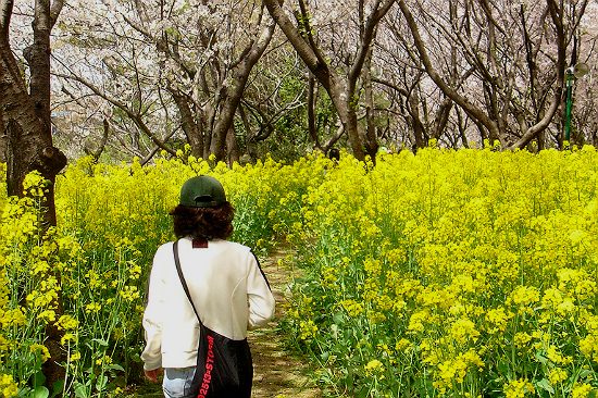 kinh nghiệm du lịch hàn quốc từ tphcm