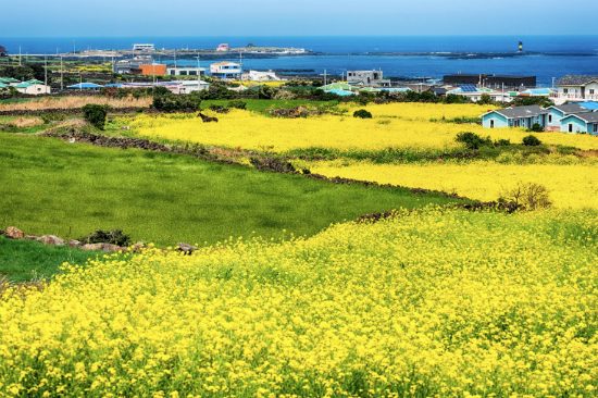 du lịch hàn quốc mùa xuân