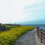 Mê mẩn sắc vàng hoa cải trên đảo Jeju