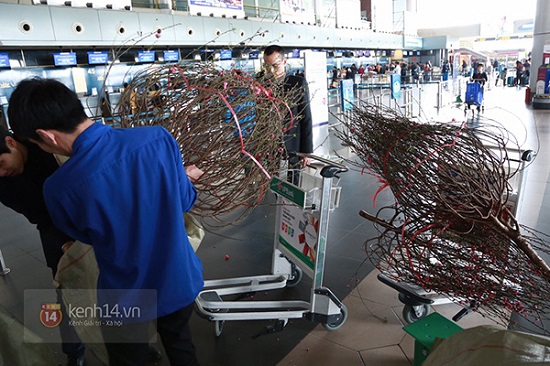 vietnam airlines nhận vận chuyển mai đ&agrave;o