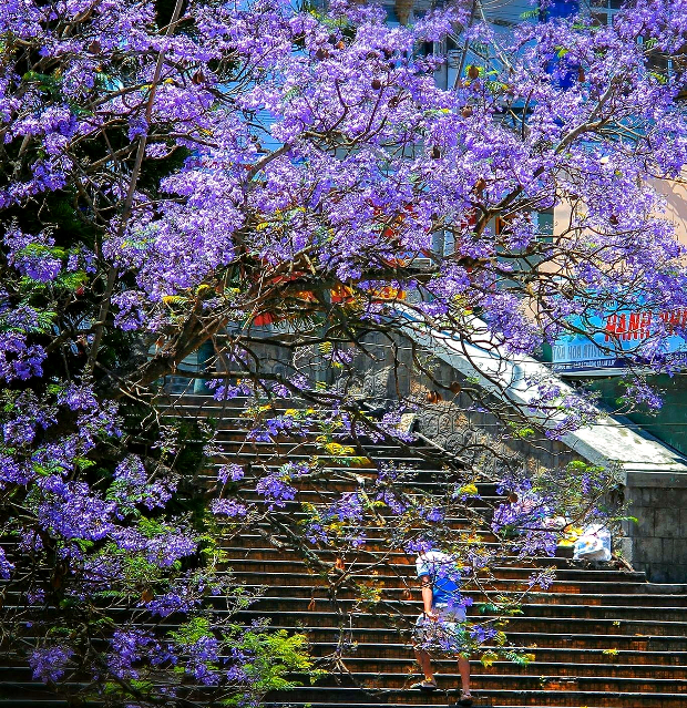 hoa phượng tìm Đà Lạt