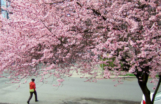 v&eacute; m&aacute;y bay gi&aacute; rẻ từ đ&agrave; nẵng đi Portland 