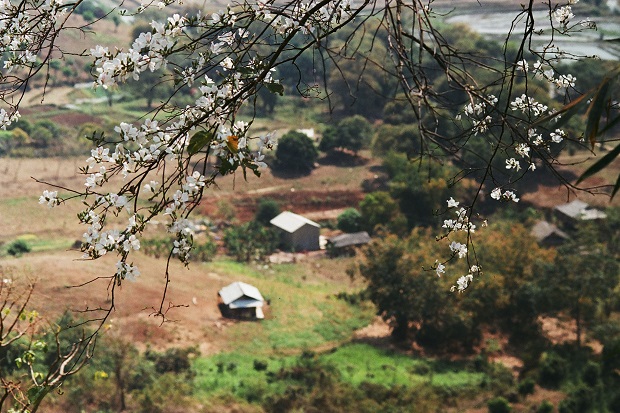 dien bien mua hoa ban trang