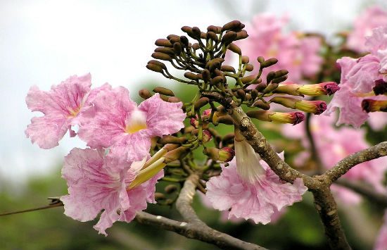 kinh nghiệm du lịch bảo lộc