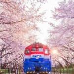 Du Lịch Hàn Quốc Mùa Hoa Anh Đào 2022: Lịch hoa nở và những lễ hội hoa đặc sắc