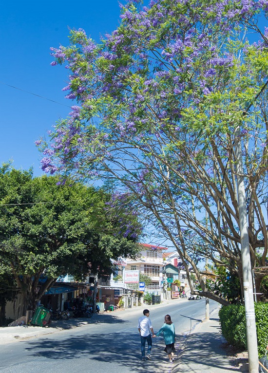 vé máy bay giá rẻ đi đà lạt